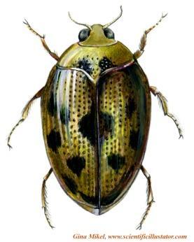 DYTISCIDAE: (True water beetles, Predaceous diving beetles) Body is long, oval, smooth and shiny. Head, thorax and abdomen are compactly joined. Antenna is filiform.