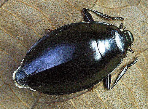 4. GYRINIDAE (Whirlinig beetles) They swim in erratic paths on water surface and exhibit gyrating moton.
