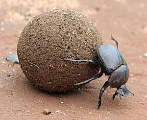 Head is used as an excavator and fore-tibia as shovel. They show remarkable parental care. Common Indian dung beetle : Heliocopris bucephalus 2.