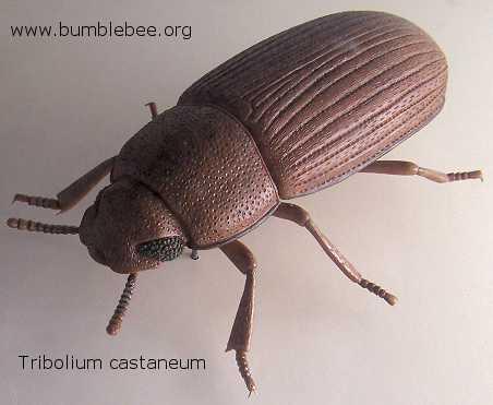 Red flour beetle : Tribolium castaneum. It is an important pest of milled products. FAMILIES OF CROP PESTS 1. APIONIDAE: Head is produced into a snout Antenna is not elbowed. Grubs are apodous.