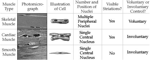 Biology 210 Chapter 10 Muscles PowerPoint by John McGill Based on notes by Beth Wyatt & PowerPoint by Jack Bagwell Types of Muscle Cells Skeletal (Voluntary, Striated) Muscle these are muscles you