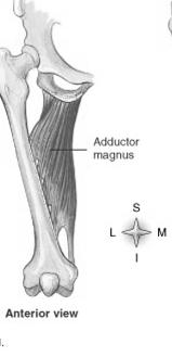 Upon contraction of the muscle, one bone remains in a fixed position and the other