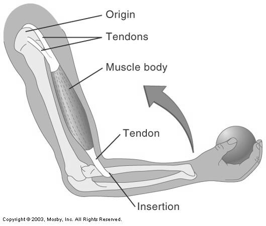 Femur Attachment of Muscles- Contraction Typically, when a muscle contracts, the insertion is
