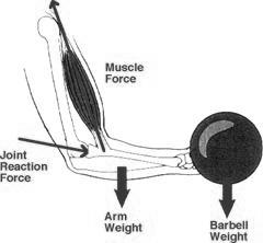 ROLE OF MUSCLES, BONES, AND JOINTS IN MOVEMENT MECHANISM Skeletal Muscle Attached to Bones (by Tendons) With Joint in