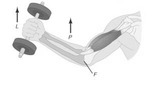 at a Joint Lever ROLE OF MUSCLES, BONES, AND JOINTS IN MOVEMENT any rigid bar free to move around a fixed point called a