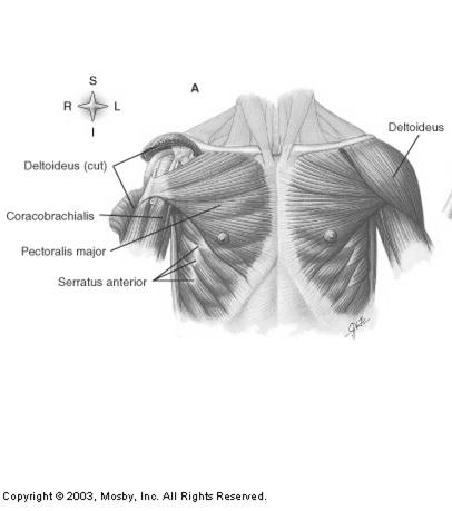 Shape - shape of the muscle deltoid -