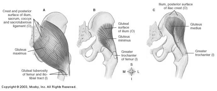 muscle relative to other muscles Gluteus maximus in