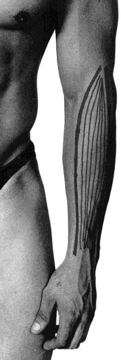 Also included in this area of the body is the Supinator Muscle, deep to the extensor carpi radialis this muscle assists the biceps brachii to supinate the