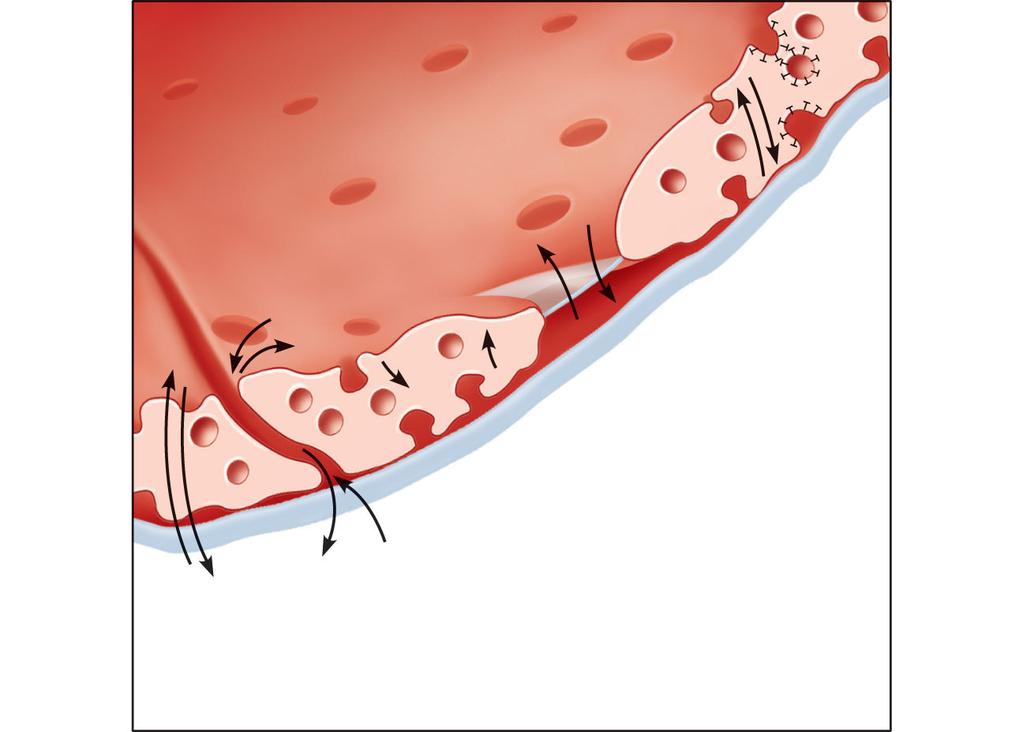 Lumen Intercellular cleft Caveolae Pinocytotic vesicles Endothelial fenestration (pore) 4 Transport via vesicles or caveolae (large substances) 1 Diffusion through membrane