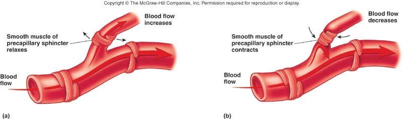Local Control of Blood Flow by Tissues 21-43 Important in minute-to-minute regulation of local circulation Provides a means by which blood can