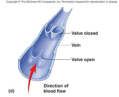 Valves Valves found in all veins greater than 2 mm in diameter. Folds in intima form two flaps that overlap. More valves in veins of lower extremities than in veins of upper extremities.