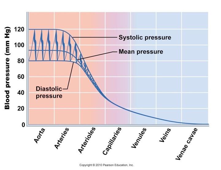 Blood Pressure in