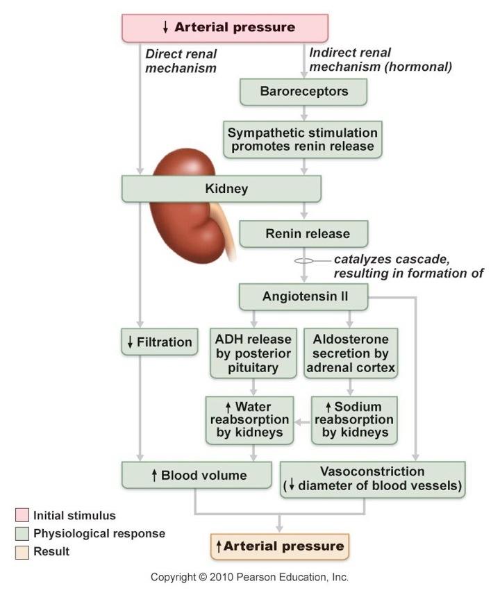 Renal Control of