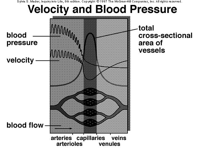 Variations in Blood Pressure