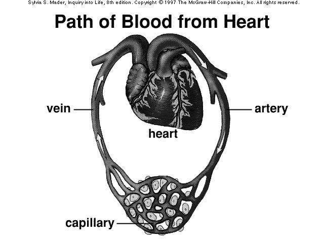 Blood Vessels Arteries - take away blood from the heart Arterioles - small arteries Veins - return blood to the heart Venules - small veins Capillaries - connect arteries and veins Anatomy of Blood