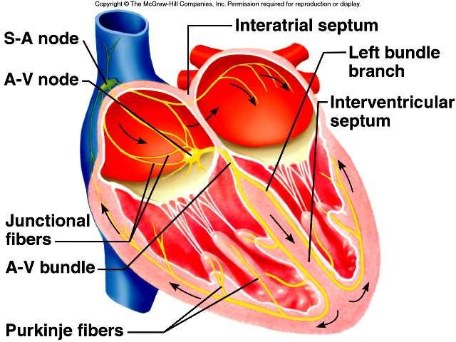 4. Branches of the A-V bundle give rise to Purkinje fibers leading to papillary muscles; these fibers stimulate contraction of the papillary muscles at the same time the ventricles contract. 37 38 F.