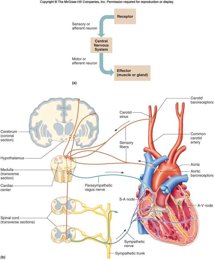 43 13.4 Blood Vessels A. The blood vessels (arteries, arterioles, capillaries, venules, and veins) form a closed tube that carries blood away from the heart, to the cells, and back again. B. Arteries and Arterioles 1.