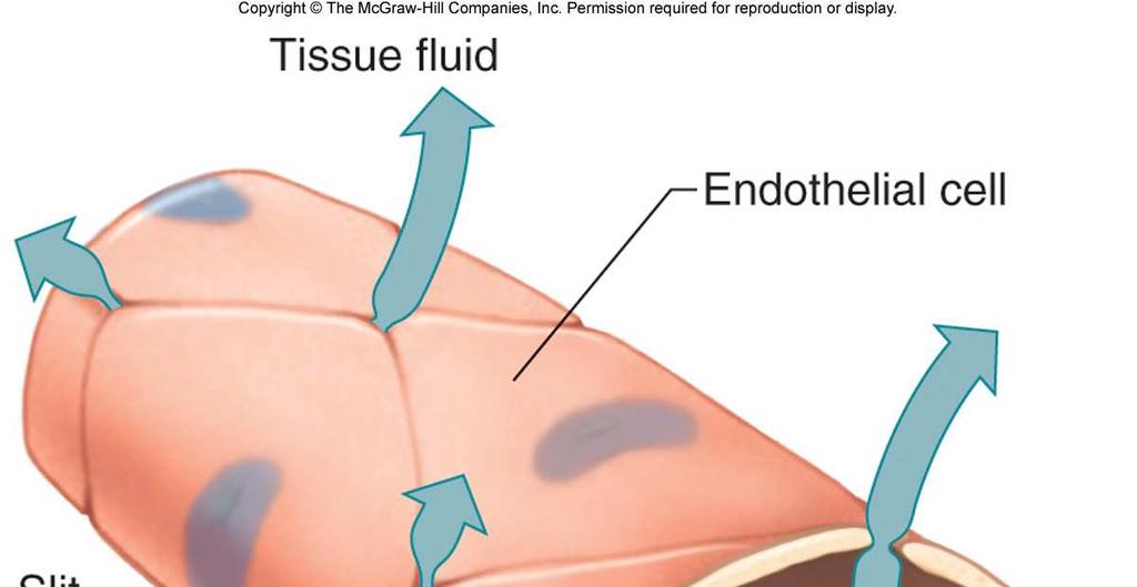 of endothelium through which substances are exchanged with