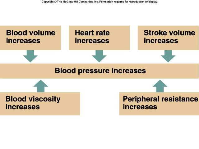 3. Blood Volume a. Blood pressure is normally directly proportional to the volume of blood within the cardiovascular system. b. Blood volume varies with age, body size, and gender. 61 4.
