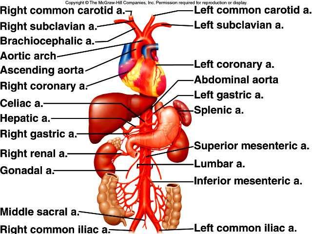 3. The descending aorta (thoracic aorta) gives rise to many small arteries to the thoracic wall and thoracic viscera. 4.