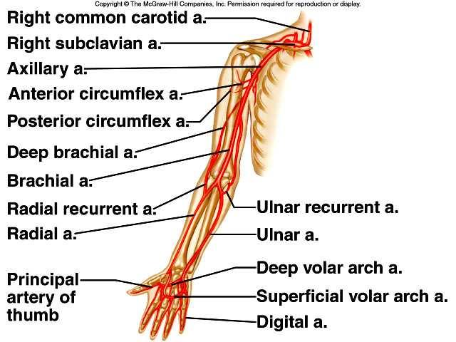 axillary artery. 2.