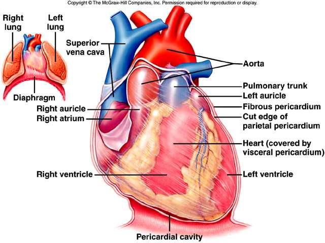 3. At the base of the heart, the visceral pericardium folds back to become the parietal pericardium that lines the fibrous pericardium. 4.