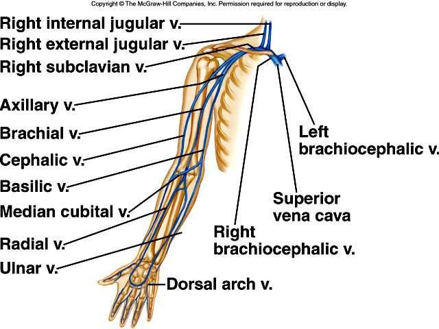 veins. 91 D. Veins from the Upper Limb and Shoulder 1.