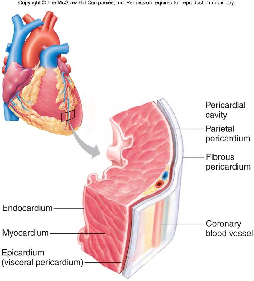 3. The middle layer called myocardium consists of cardiac muscle and is the thickest layer of the heart wall. 4.