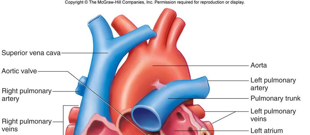 5. At the base of the pulmonary trunk leading to the lungs is the pulmonary valve, which prevents a return flow of blood to the ventricle. 6.