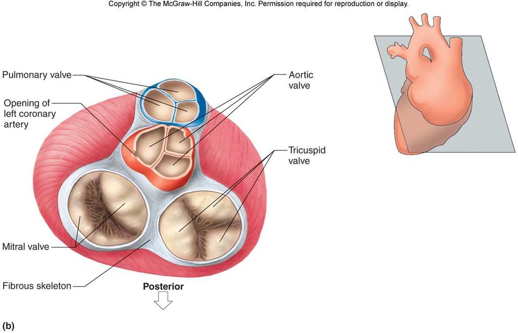 19 G. Path of Blood through the Heart 1. Blood low in oxygen returns to the right atrium via the venae cavae and coronary sinus. 2.