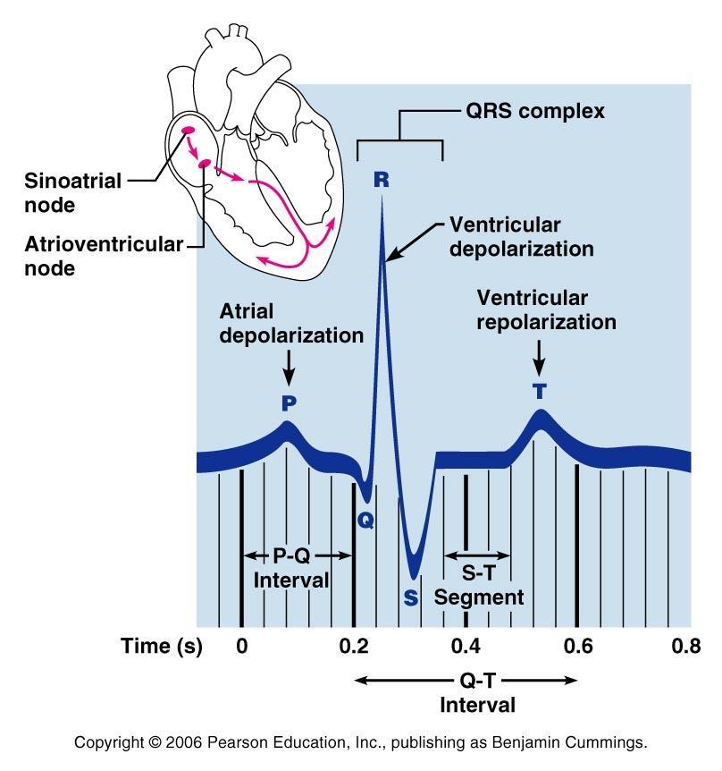 Electrocardiogram P Wave Atria contract QRS