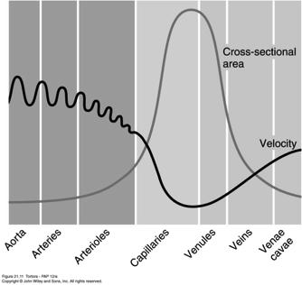Relationship between Velocity of Blood Flow and Total