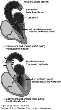 1. Elastic Arteries-Windkessel Vessel Largest arteries Largest diameter but walls relatively thin Function as pressure reservoir Help propel blood forward while ventricles relaxing Also known as