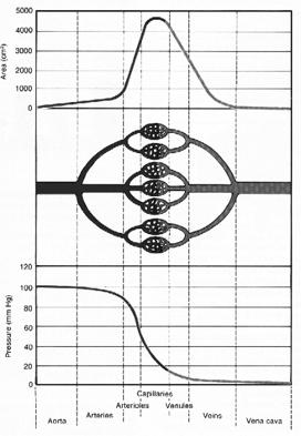 Physical Characteristics of the Systemic Circulation Ø (1)The velocity of blood flow in each segment of the circulation is inversely proportional to its cross-sectional area.