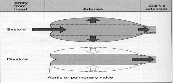 Ø The decrease in pressure in each part of the systemic circulation is directly proportional to the vascular resistance.