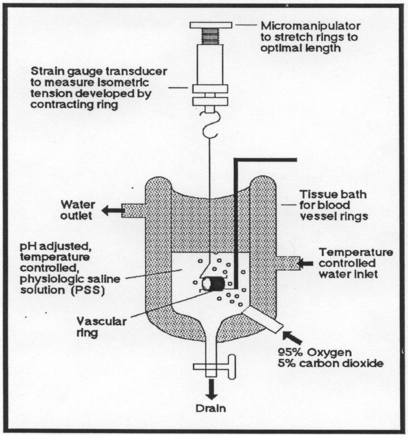 Figure 1. Schematic diagram of laboratory set-up used to perform experiments with arteries. Created by Donald B. Stratton, Ph.D. (Drake University, Des Moines, Iowa).