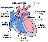 Ear-like auricles project from their exterior. B. Two ventricles below. 1. Thick-muscled. 2. Pump blood to the body. III. Heart Chambers (4) C.