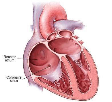 Right ventricle contracts 1. Closes the tricuspid valve 2.