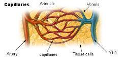 More viscous the blood, the greater its resistance A. Arteries 1.