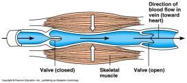 Drains blood by a) Skeletal muscle contraction b) Breathing movements c)