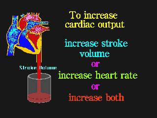 Heart Action 1. Stroke volume (70 ml in male) 2.