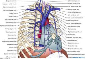 C. Arteries to the Thoracic and Abdominal Walls 1. Thoracic aorta and subclavian artery supply the thoracic wall with blood. 2.