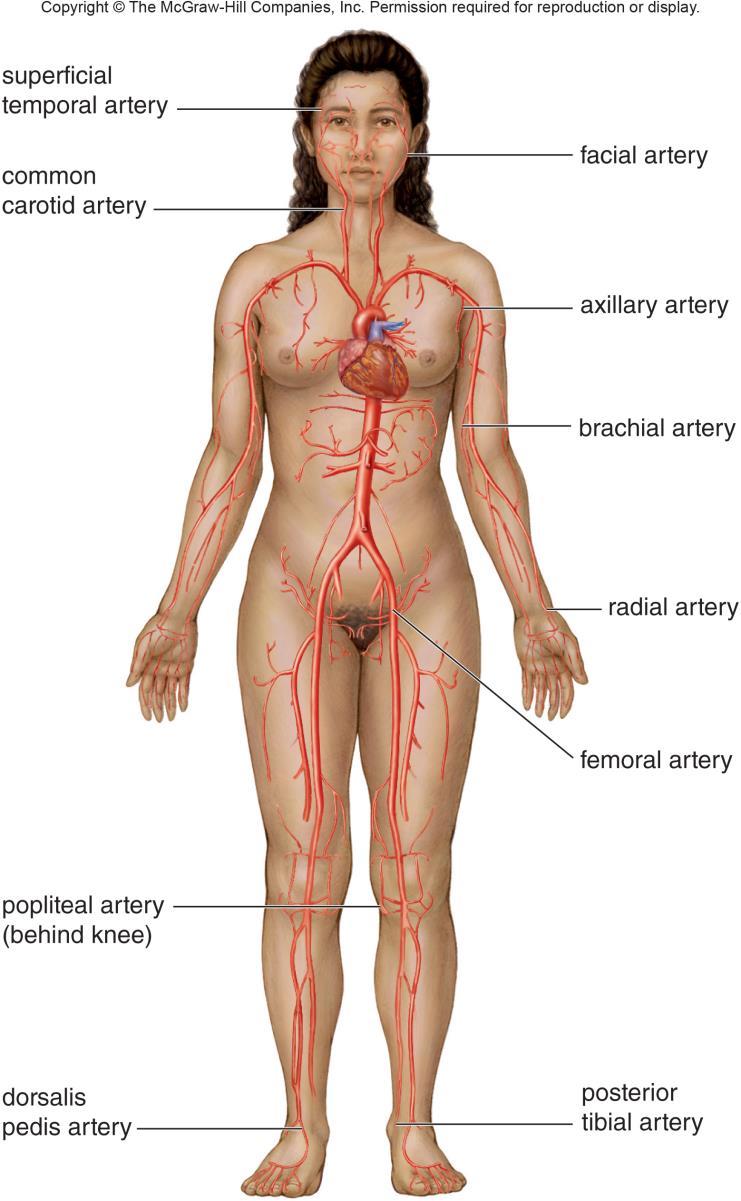 C. Evaluating circulation 1. Pulse a. Alternating expansion and recoil of arterial walls b.