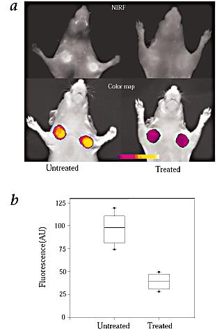 Tumor imaging In vivo using a quenched near infrared fluorescent