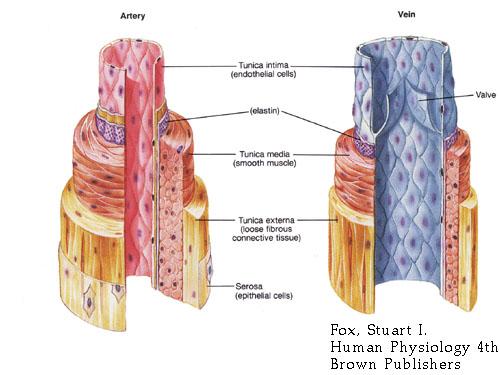 Blood vessels Several types of blood vessels exist: Artery Arteriole Capillary (organs) Venule