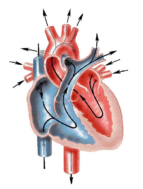 Heart and blood circulation Right atrium Left atrium Right ventricle Left ventricle (thick wall) Note the heart valves Small