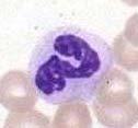 Haematology Leukocytes: Polymorphonuclear cells: Neutrophilic granulocytes (50-70% of white blood cells)