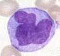 Mononuclear cells: Haematology Monocyte (blood, 2-8%) / Macrophage (tissue) phagocytic function