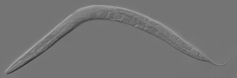 Apoptosis Discovered during developmental studies Caenorhabditis elegans: a nematode worm Adult hermaphrodite has 959 cells if