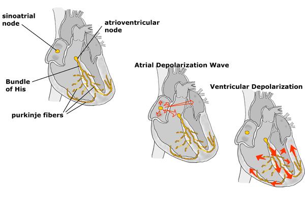 INTRINSIC CONDUCTION (NODAL) SYSTEM Causes heart depolarization in one direction, from atria to ventricles. Two nodes: Sinoatrial (SA) node - pacemaker located in the RIGHT atrium.